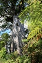 Kauri Tree 2000 Years Old